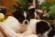 Süsse Chihuahua Welpen Mit Ahnentafel aus Österreich